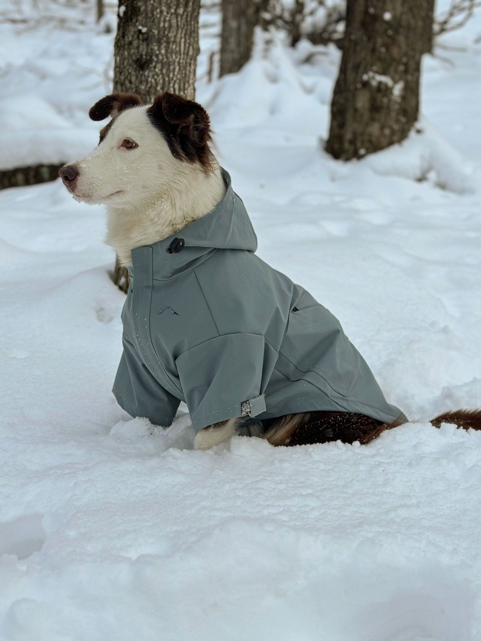 Ascend Shell - Ascend DogWear