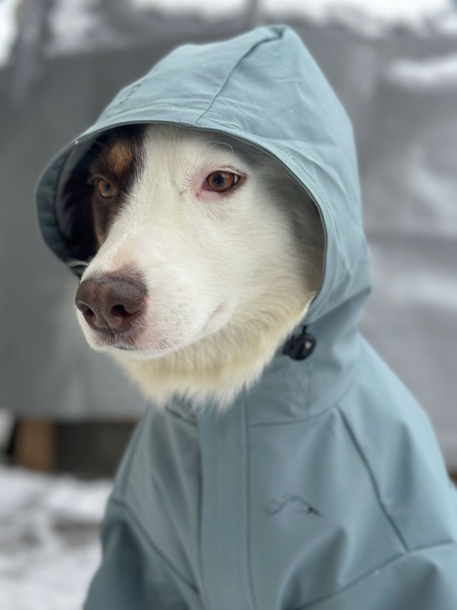 Ascend Shell - Ascend DogWear