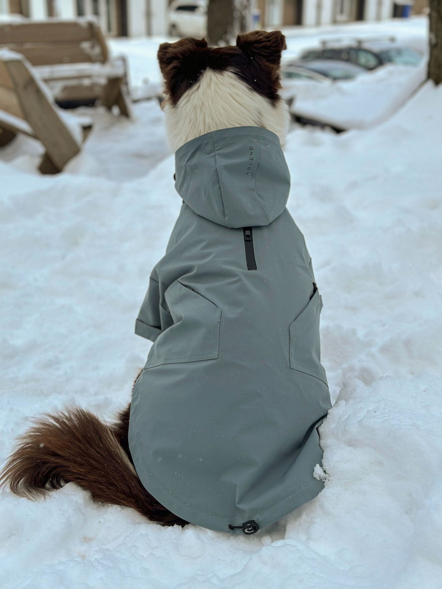 Ascend Shell - Ascend DogWear