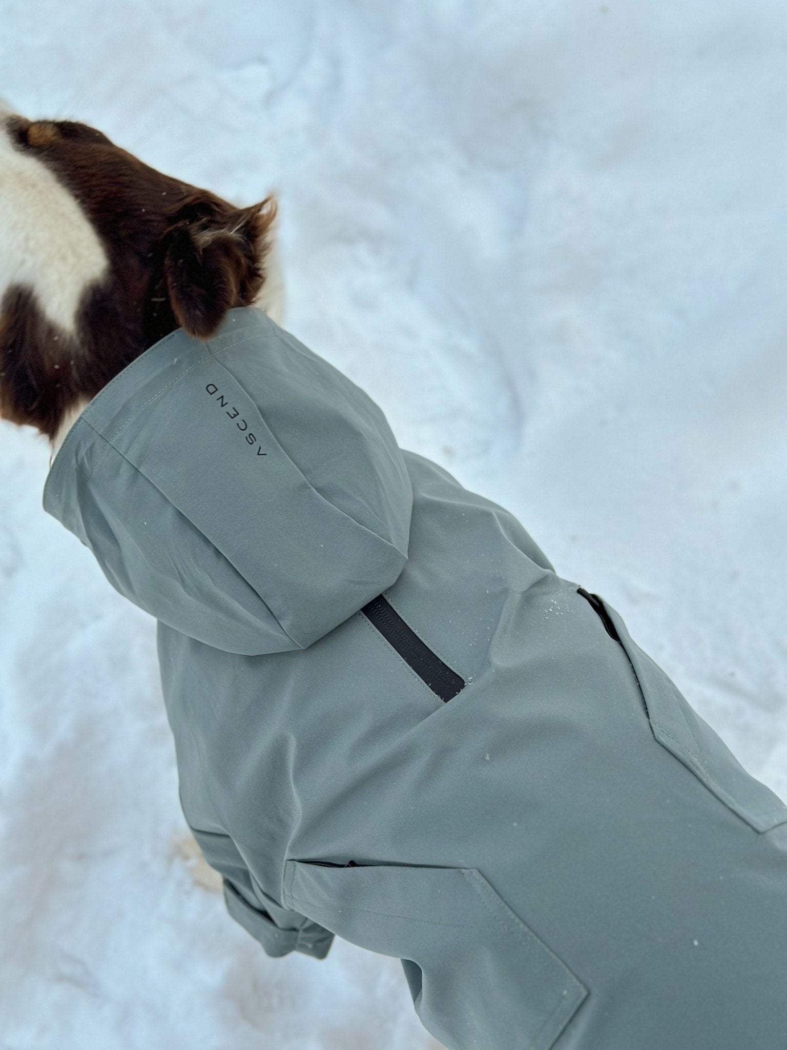 Ascend Shell - Ascend DogWear