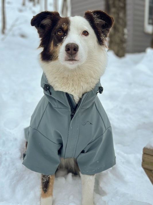 Ascend Shell - Ascend DogWear