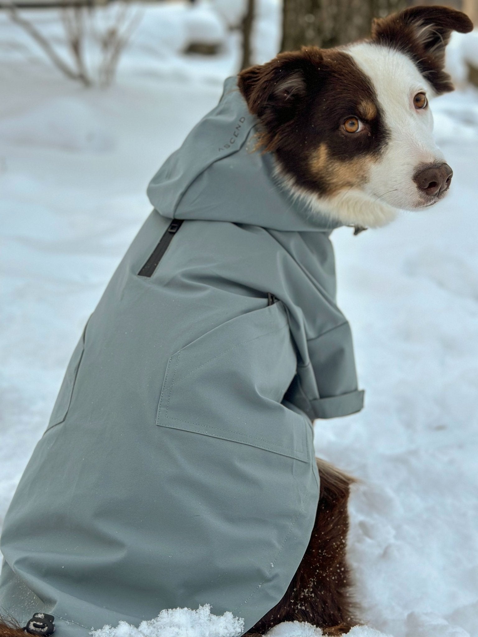 Ascend Shell - Ascend DogWear